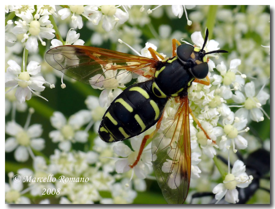 Insetti dalla Croazia: 20. Ditteri (specie diverse)